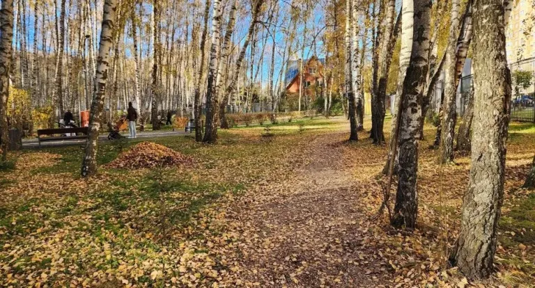 В Домодедово три сотрудника убирают листву в «Городском лесу»